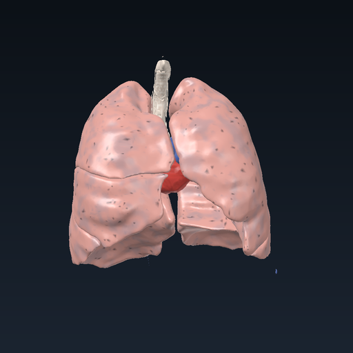 Lungs: lobes, airways and pulmonary vessels