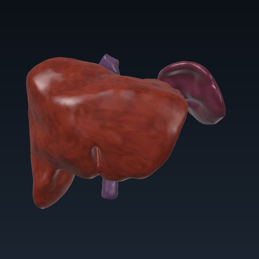 Liver and portal circulation