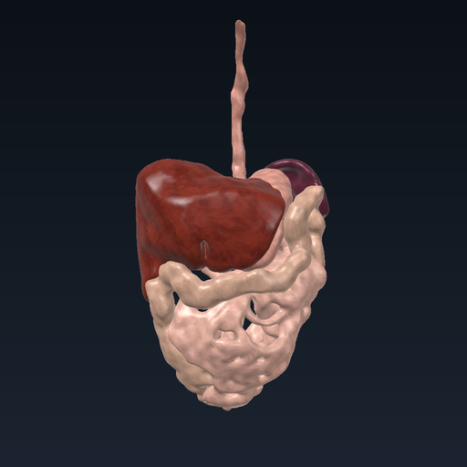 Digestive tract and accessory organs