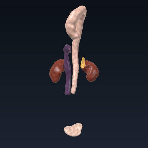 Kidneys, adrenal glands and bladder
