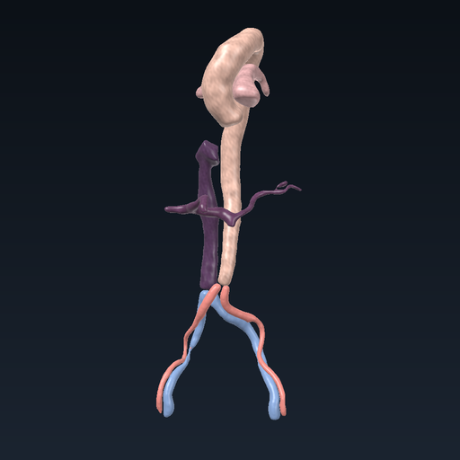 Great vessels: aorta, venae cavae and iliac vessels