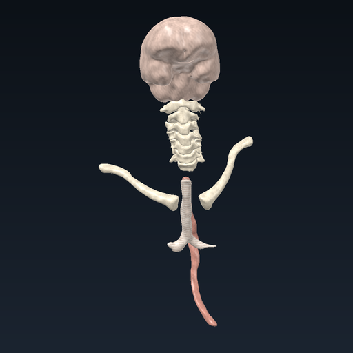 3D anatomy model: Head and neck