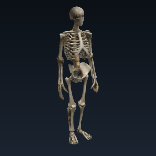 Human skeleton (head to toe)