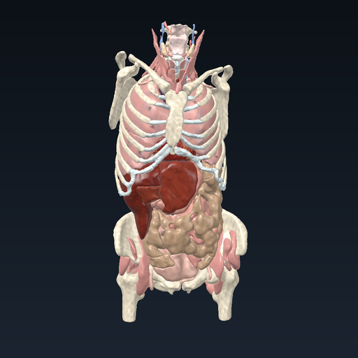 3D anatomy model: Whole body atlas