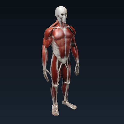 3D anatomy model: Muscular system