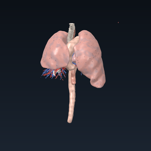 Üst mediasten: vena cava superior, aort kavsi, pulmoner gövde ve trakea