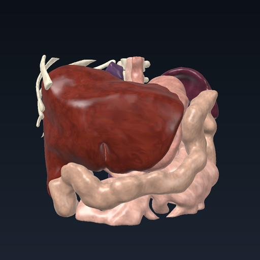 Oesophagus, stomach and duodenum
