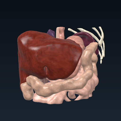 Small and large bowel: distribution map