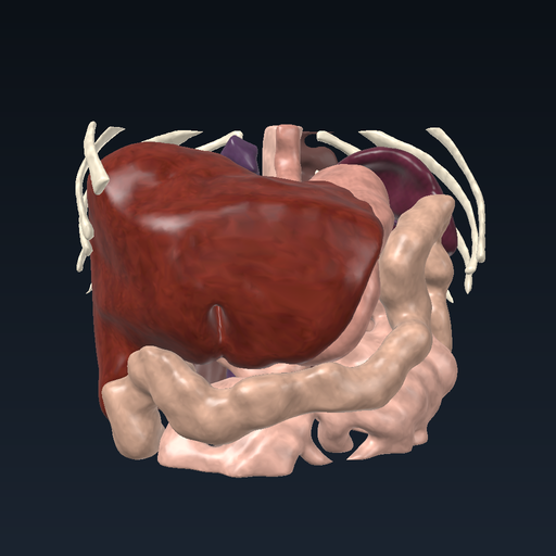Liver, portal venous system and spleen