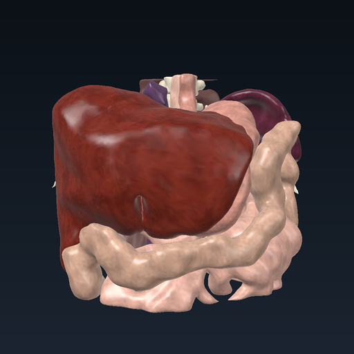 Kidneys, adrenal glands and bladder