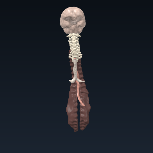 Skull, brain and cervical spine (C1–C7)