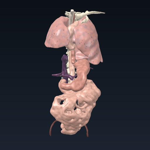 Neck: carotid arteries, trachea, oesophagus and thyroid