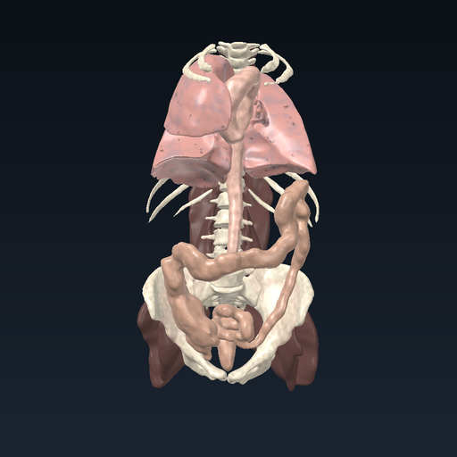 Spinal cord and vertebral column: segment versus vertebral level