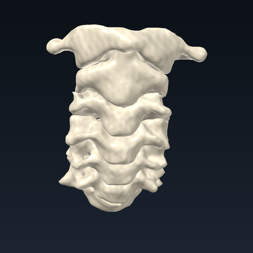 Cervical vertebrae (C1–C7)