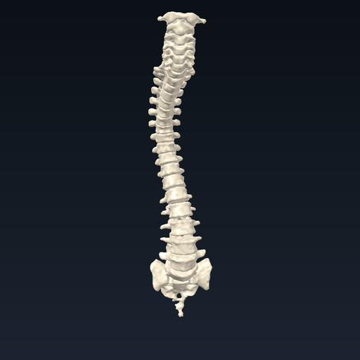Vertebral column – all vertebrae
