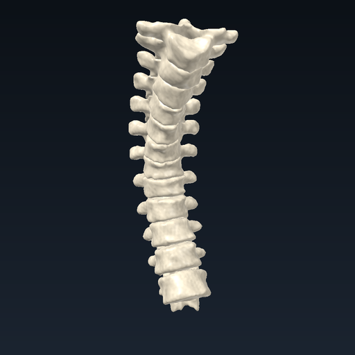 Thoracic vertebrae (T1–T12)