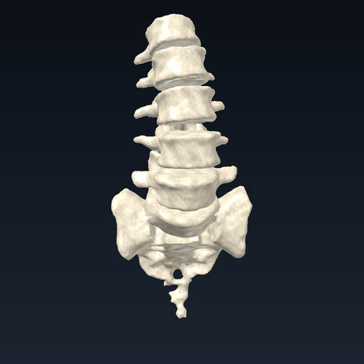 Lumbar vertebrae (L1–L5) and sacrum