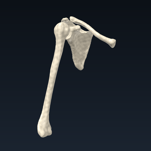 Shoulder girdle and humerus (right)