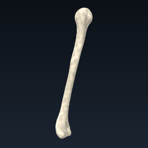 Humerus (right)
