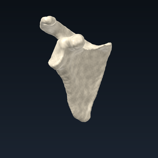 Scapula (right)