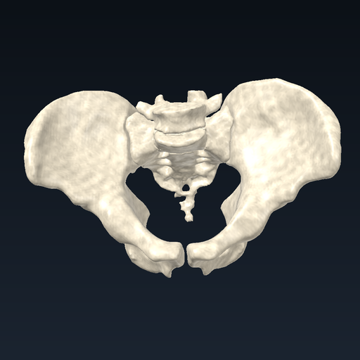 Pelvis (hip bones and sacrum)
