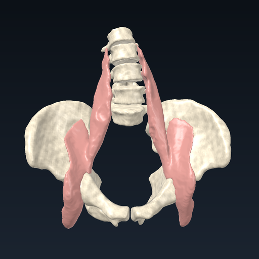 Iliopsoas and lumbar spine