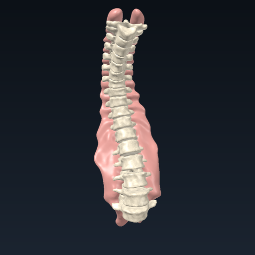 Deep back muscles (erector spinae) and spine