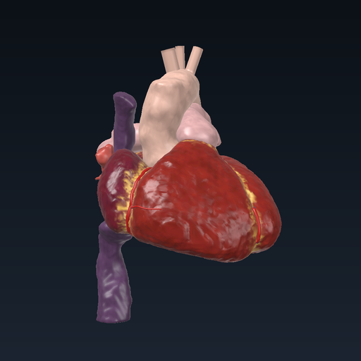 Beating heart: rest (parasympathetic tone, 60/min)