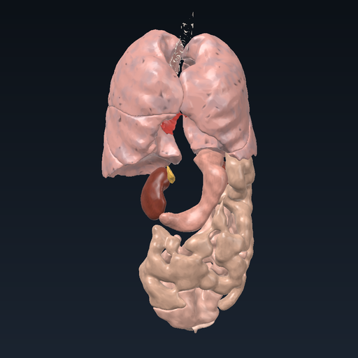 Target organs of the autonomic nervous system