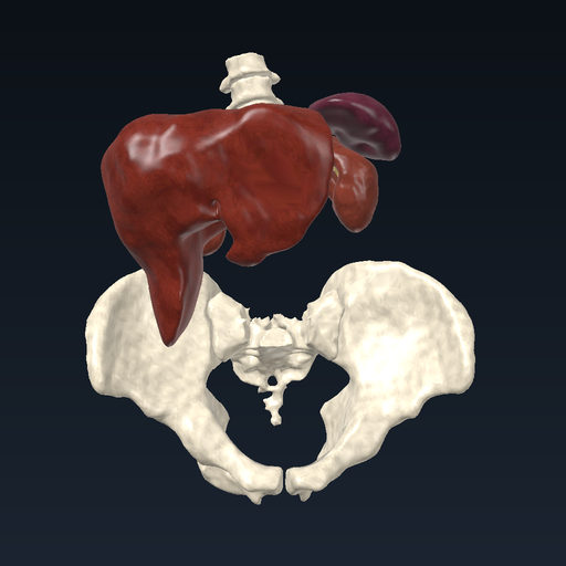 Blood production and removal: marrow, spleen, liver, kidney