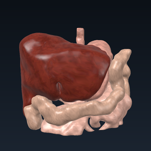 Digestive system: carbohydrate digestion and absorption