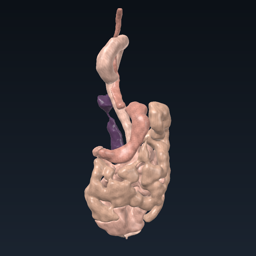 Organs with smooth muscle