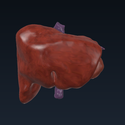 Organs of gluconeogenesis: liver and kidneys