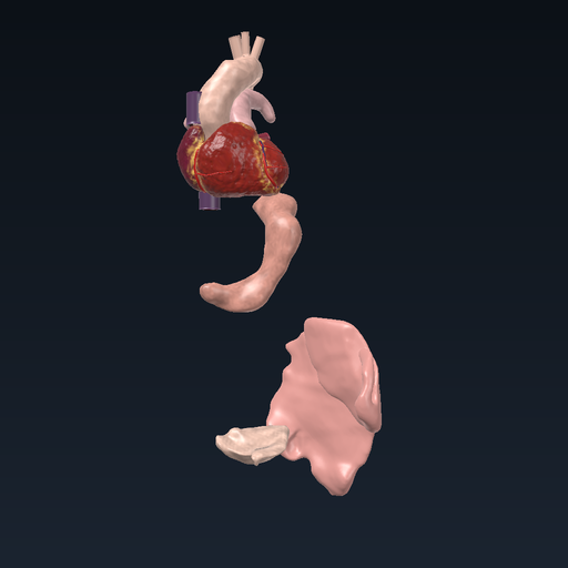 Three muscle tissues: skeletal, cardiac and smooth
