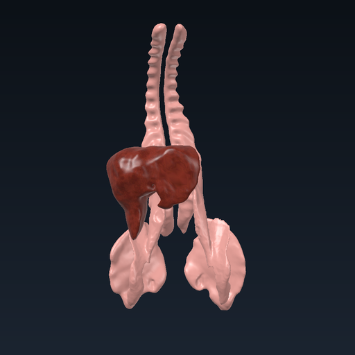 Glycogen stores: liver and skeletal muscle