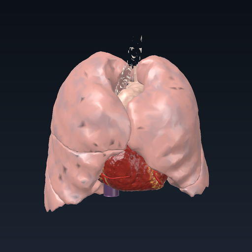 Ibn al-Nafis and the pulmonary circulation: heart, pulmonary vessels, lungs