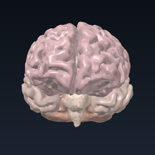 Brain: nervous tissue at organ level