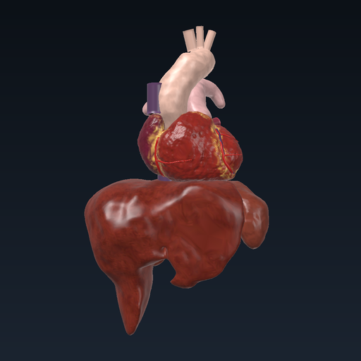 Organ transplantation: kidney, liver and heart