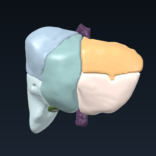 Liver segments (Couinaud I-VIII) with the intrahepatic vessels