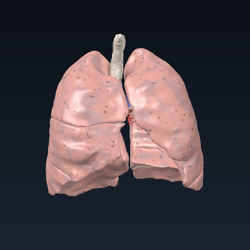 Lungs: airway tree, pulmonary arteries and veins