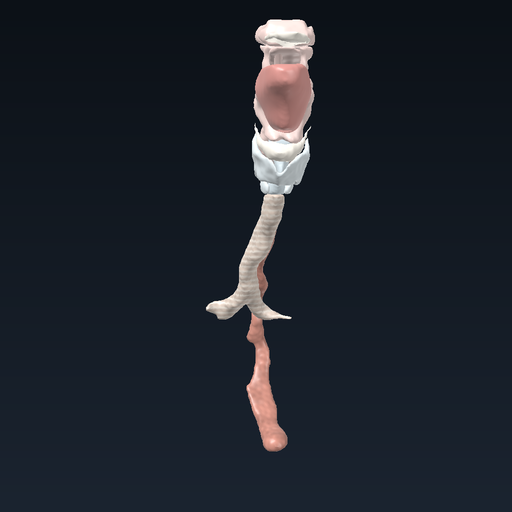 Larynx, pharynx and hyoid