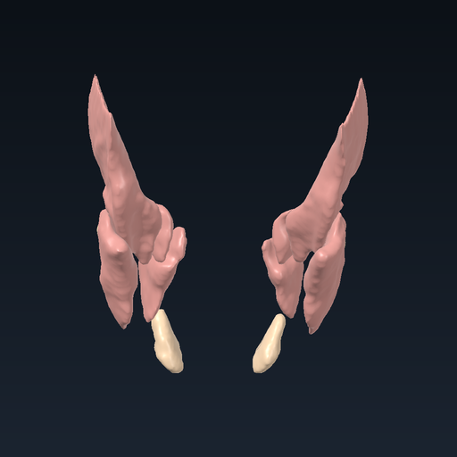 Salivary glands and muscles of mastication