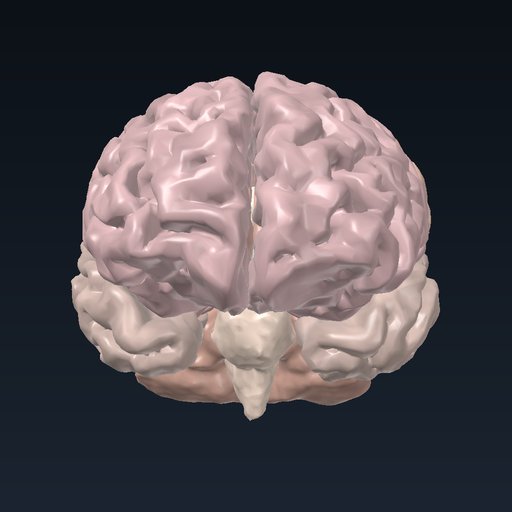 Ventricular system of the brain