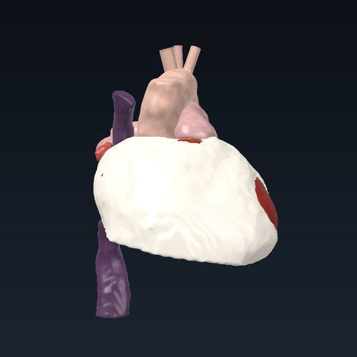 Heart within the pericardium