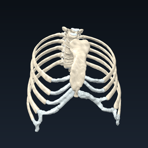 Costovertebral joints and ligaments