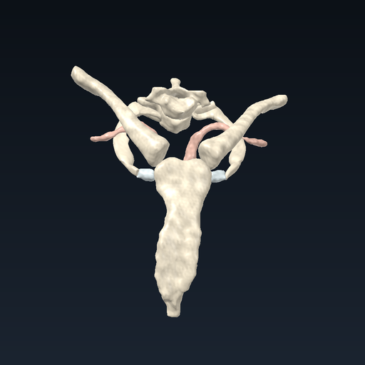 The first rib and its relations