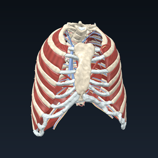 Ribs — advanced thoracic osteology