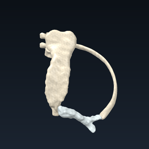 A typical rib (6th) and its joints