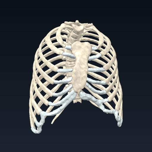 Thoracic cage (ribs, sternum, costal cartilages)