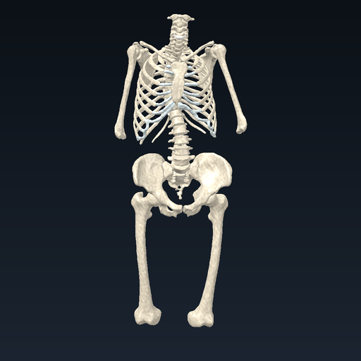 Axial and girdle skeleton – overview